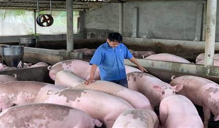 Pig prices top year high