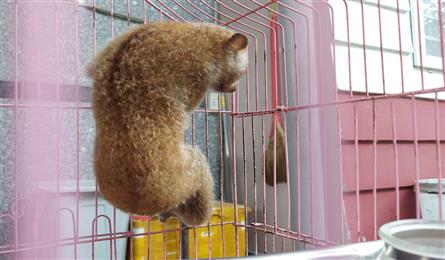 Rare mouse lemur found at HCM City house