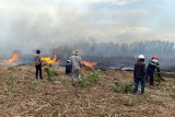 Fire destroys Khanh Hoa forest