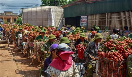 Lychee harvest season in Bac Giang