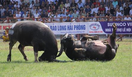 Haiphong buffalo fighting festival resumed after pandemic