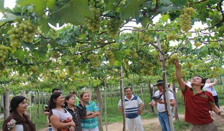 Ninh Thuan halts Grapes and Wine Festival to deal with drought