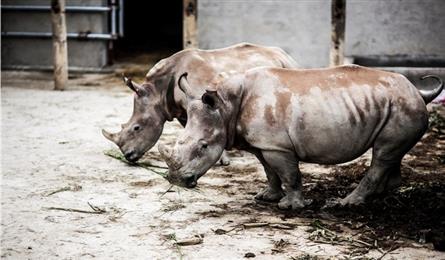 Six rhinos found dead at Nghe An tourism site