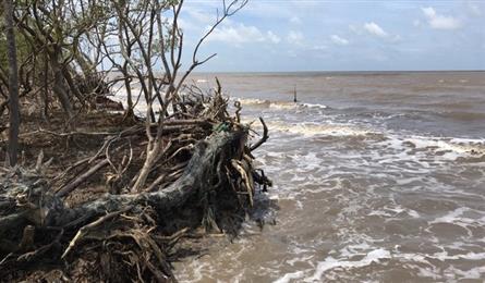 Ca Mau continues facing coastline erosion