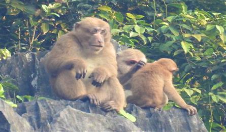 Rare monkeys found at Quang Binh mountain