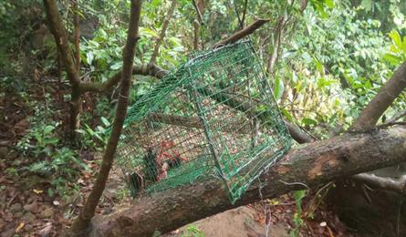 Hundreds of wild animal traps found in Son Tra