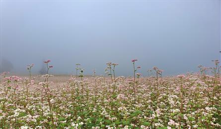 Buckwheat flower season on Ha Giang steppe