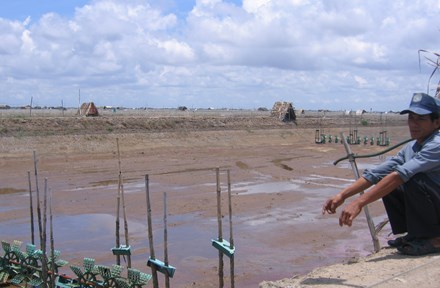 Mass shrimp deaths in Tra Vinh