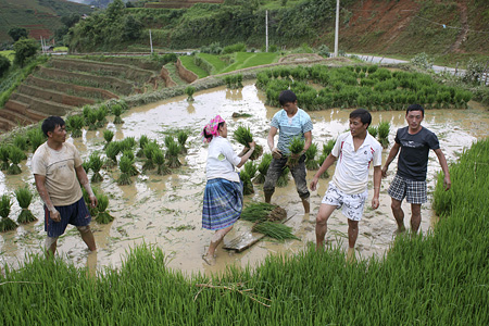 Explore H’Mong people’s daily life on the terraced rice fields of Khau Pha