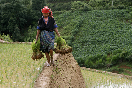 Explore H’Mong people’s daily life on the terraced rice fields of Khau Pha