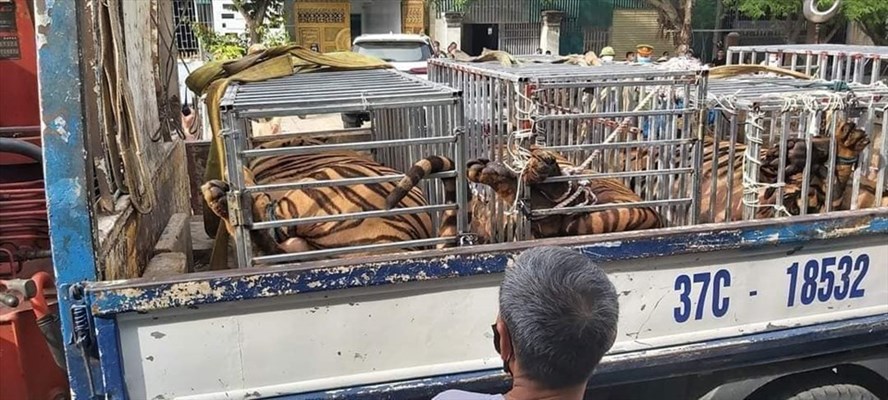 Live tiger cubs held captive in car to Nghe An - VnExpress International