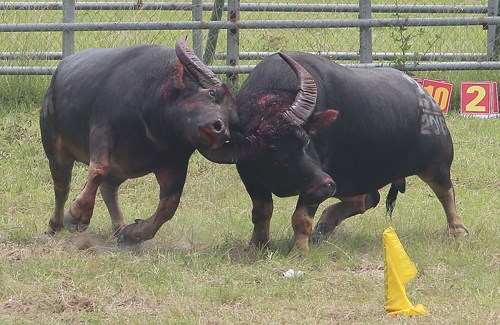 Buffalo fights continue to be held despite ban