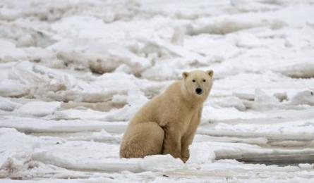 Polar bears older than previously thought: study