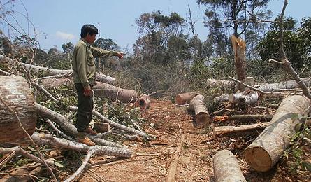 Central region: green forests shout for help as they are devastated