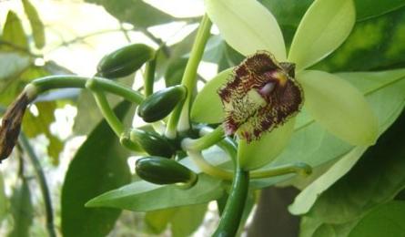 Vanilla orchid discovered in Vietnam