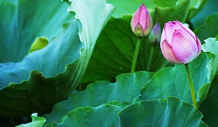 >Lotus blossoms on West Lake