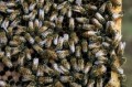 UN alarmed at huge decline in bee numbers