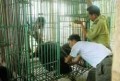 Crackdown on bear-bile tours in Vietnam welcomed