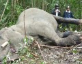 Experts: Vietnam’s elephants to be extinct in ten years