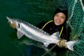 Vietnam opens world’s largest sturgeon breeding facility