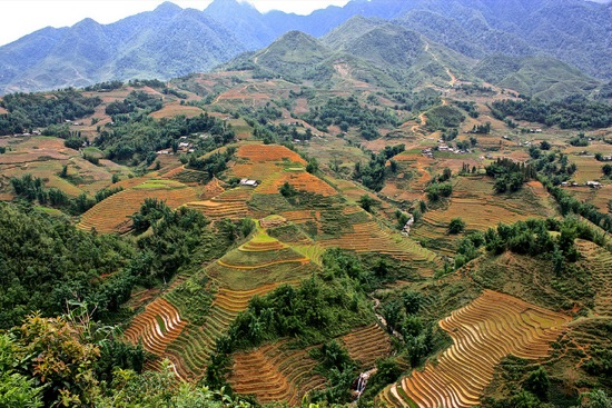 Wide view of Sapa's rice terraces