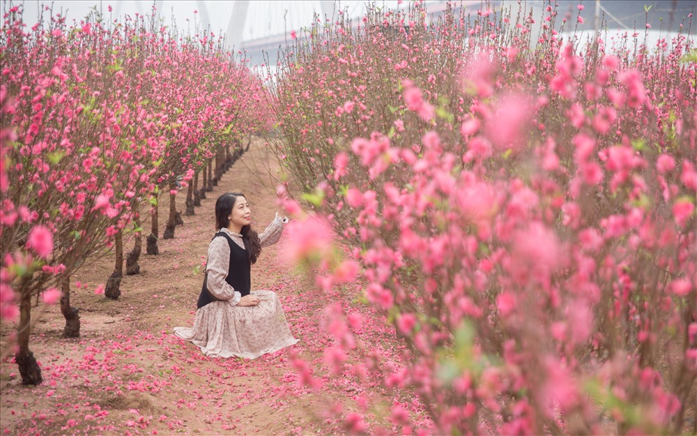 Early peach blossoms gardens in Hanoi attract visitors | DTiNews - Dan ...